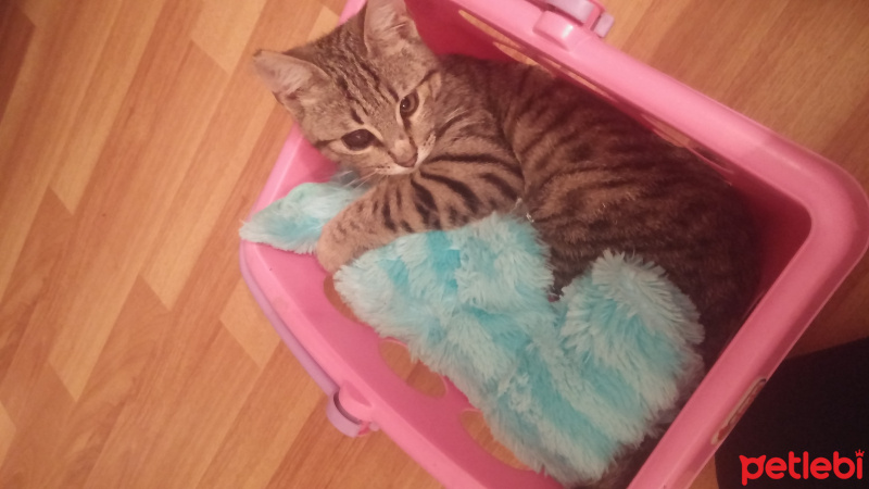 Bengal, Kedi  Gümüş fotoğrafı