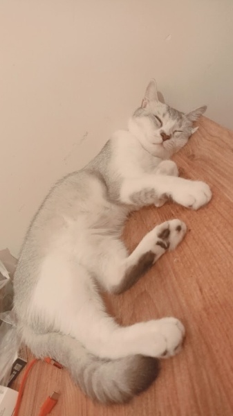 British Longhair, Kedi  Milka fotoğrafı