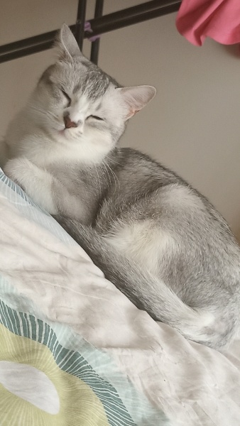 British Longhair, Kedi  Milka fotoğrafı
