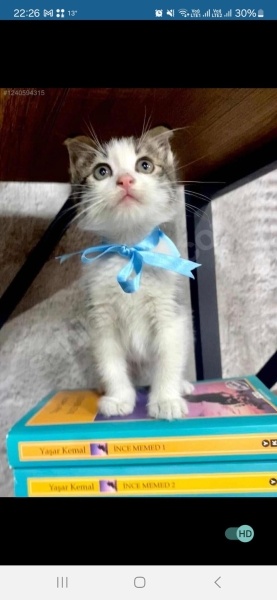 Tekir Kedi, Kedi  bıdık fotoğrafı