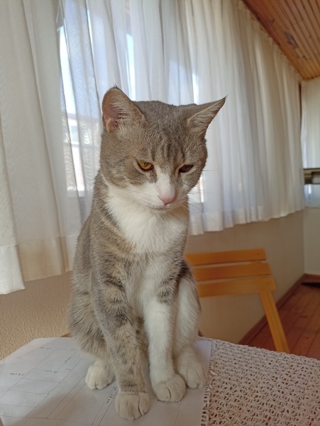 Tekir Kedi, Kedi  Sushi fotoğrafı