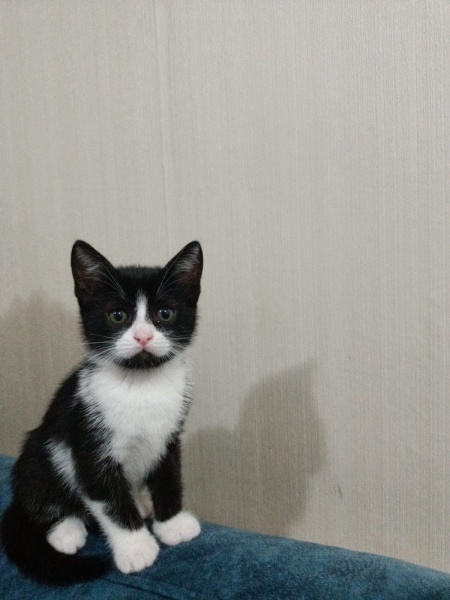 Tekir Kedi, Kedi  bıdık fotoğrafı