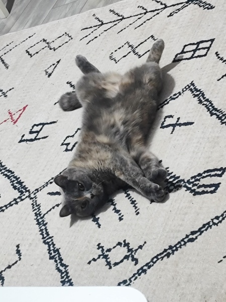 British Shorthair, Kedi  Mia fotoğrafı