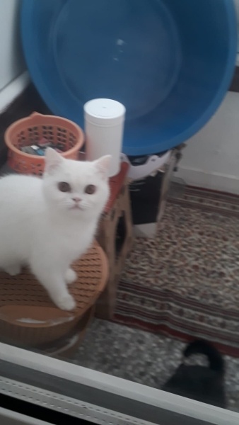 British Shorthair, Kedi  Eylül fotoğrafı