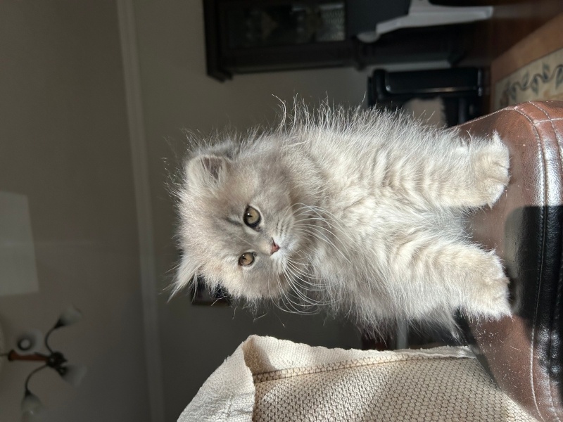 British Longhair, Kedi  Mia fotoğrafı