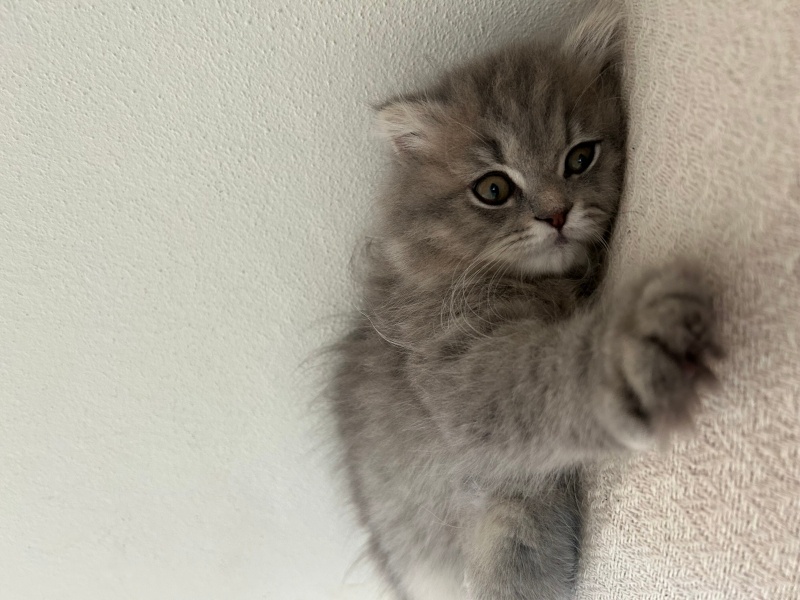 British Longhair, Kedi  Mia fotoğrafı