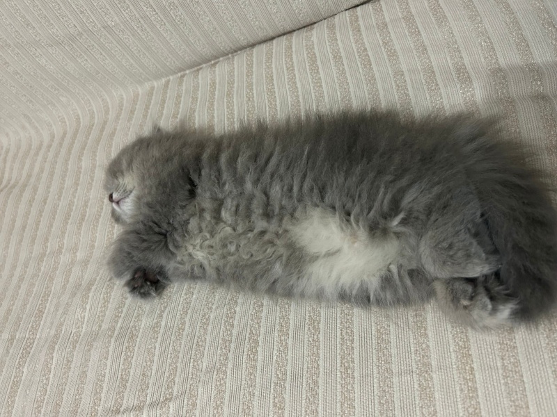 British Longhair, Kedi  Mia fotoğrafı