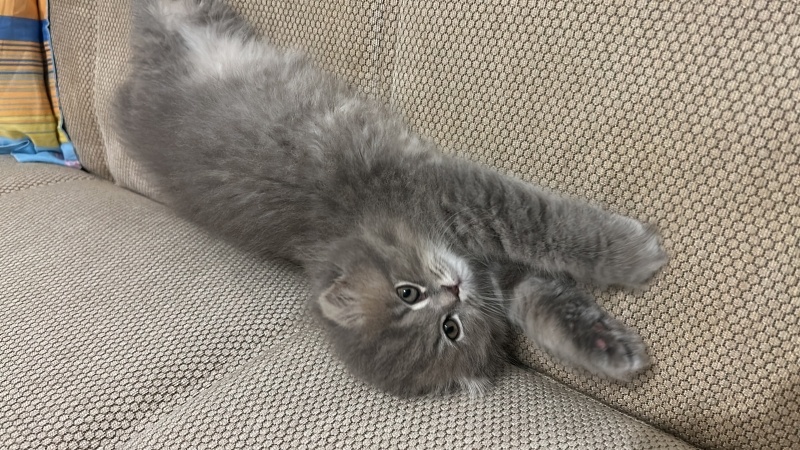 British Longhair, Kedi  Mia fotoğrafı