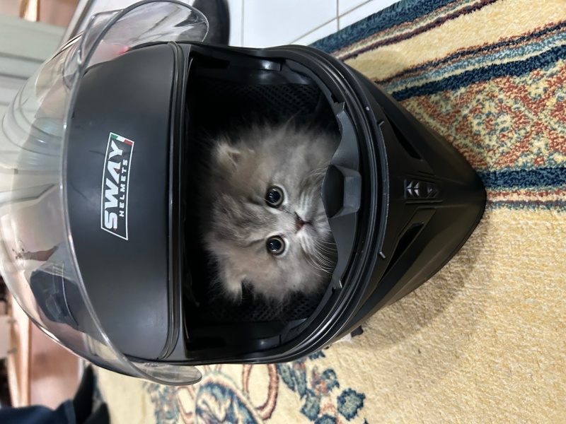 British Longhair, Kedi  Mia fotoğrafı