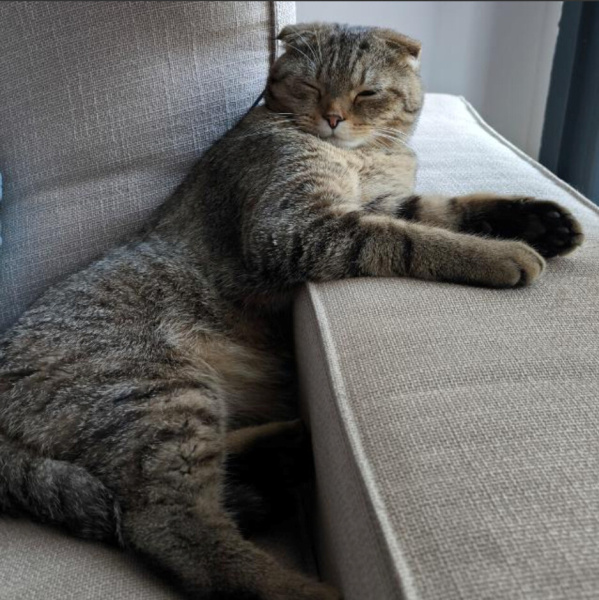 Scottish Fold, Kedi  Appa fotoğrafı