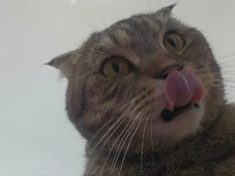 Scottish Fold, Kedi  Appa fotoğrafı