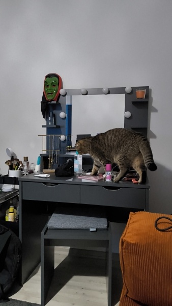 Scottish Fold, Kedi  Appa fotoğrafı