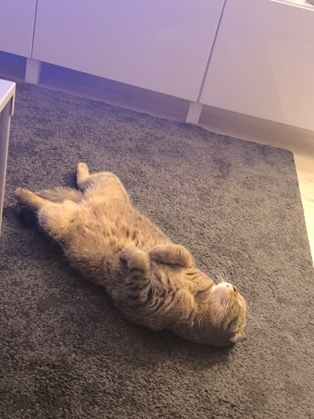 Scottish Fold, Kedi  Appa fotoğrafı