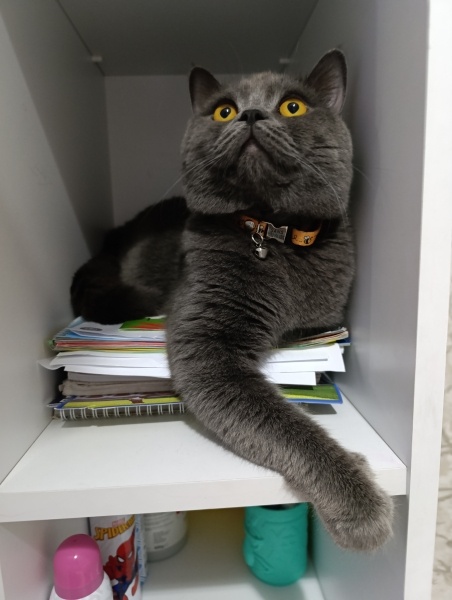 Scottish Fold, Kedi  Şans fotoğrafı