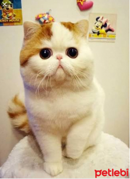 Bengal, Kedi  Gümüş fotoğrafı