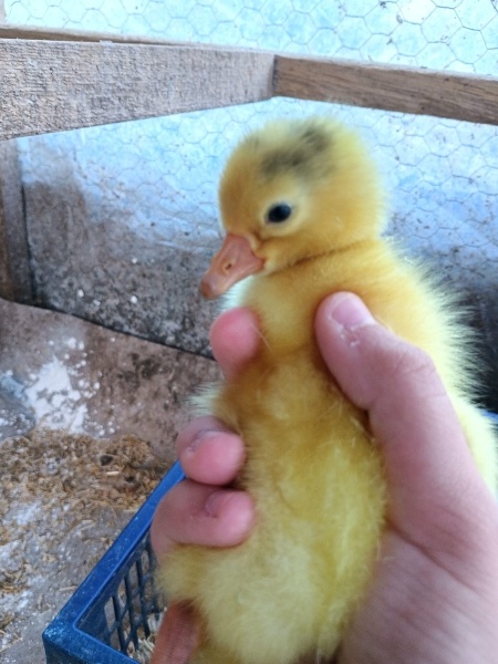 Ördek, Kuş  Jamie fotoğrafı