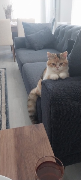 Exotic Shorthair, Kedi  Çakıl fotoğrafı
