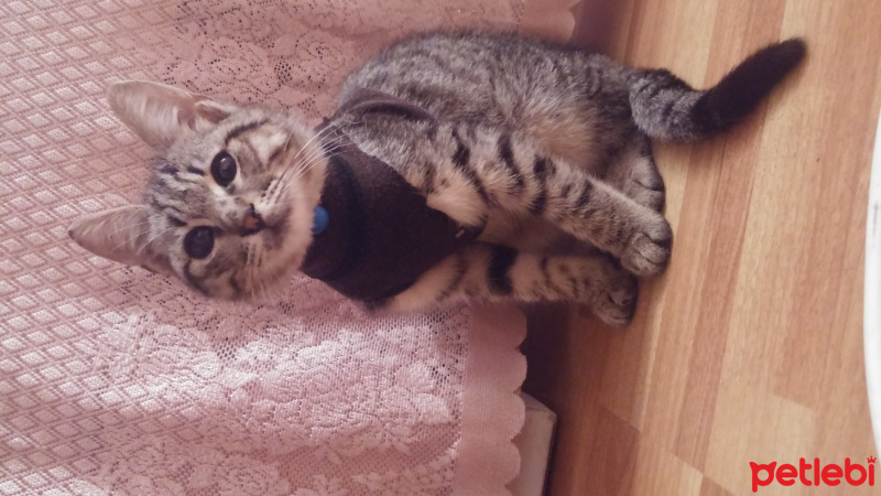 Bengal, Kedi  Gümüş fotoğrafı