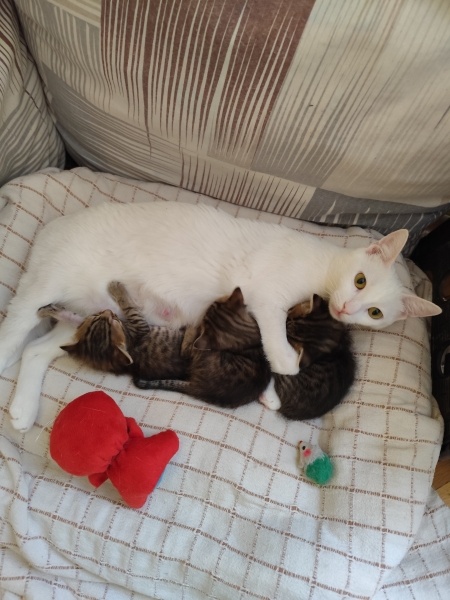 Tekir Kedi, Kedi  İnci fotoğrafı