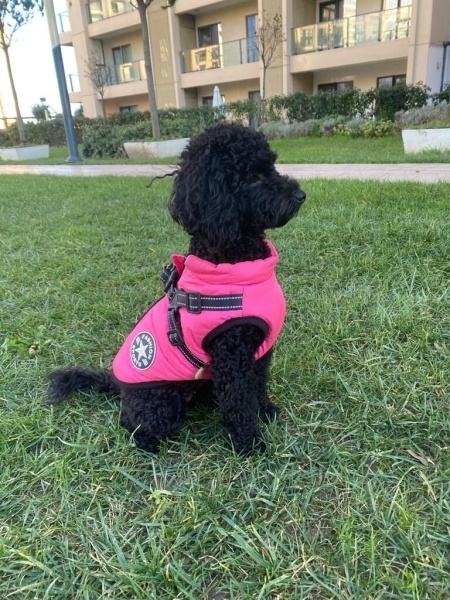 Poodle (Minyatür Kaniş), Köpek  Maya fotoğrafı