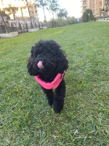 Poodle (Minyatür Kaniş), Köpek  Maya fotoğrafı