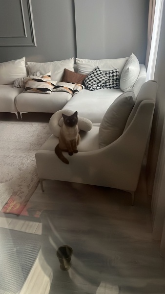 Siyam Kedisi, Kedi  Latte fotoğrafı