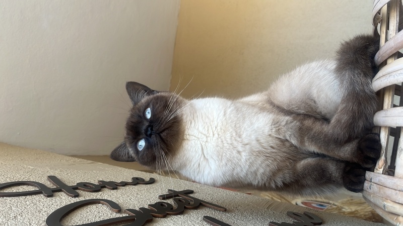 Siyam Kedisi, Kedi  Latte fotoğrafı