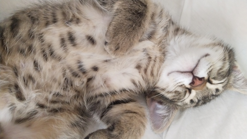 Tekir Kedi, Kedi  Kaju fotoğrafı