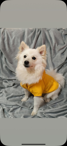 Pomeranyalı, Köpek  pera fotoğrafı