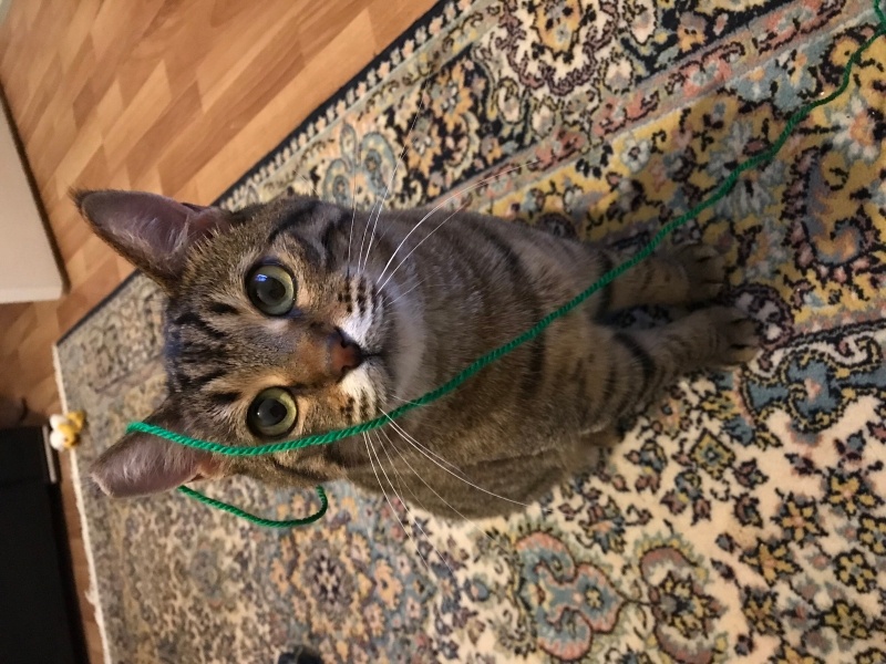Tekir Kedi, Kedi  Fıstık fotoğrafı