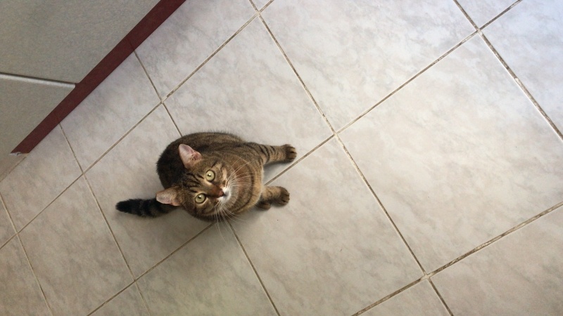 Tekir Kedi, Kedi  Fıstık fotoğrafı