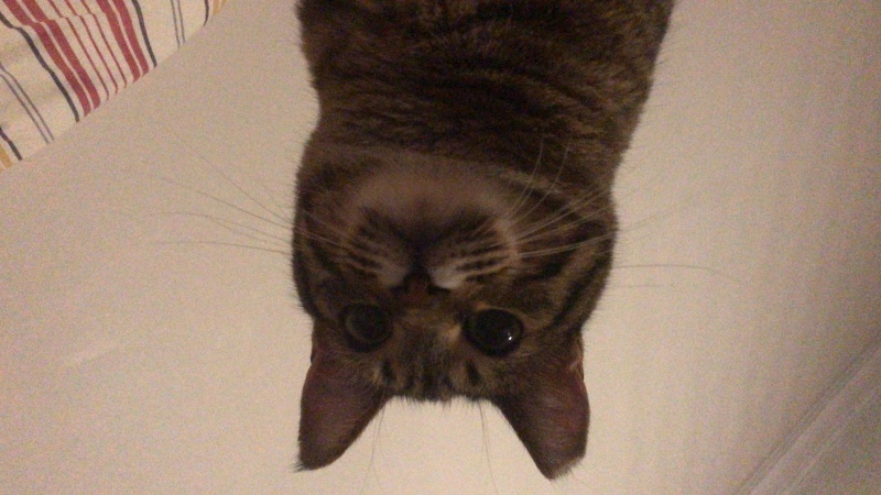 Tekir Kedi, Kedi  Fıstık fotoğrafı