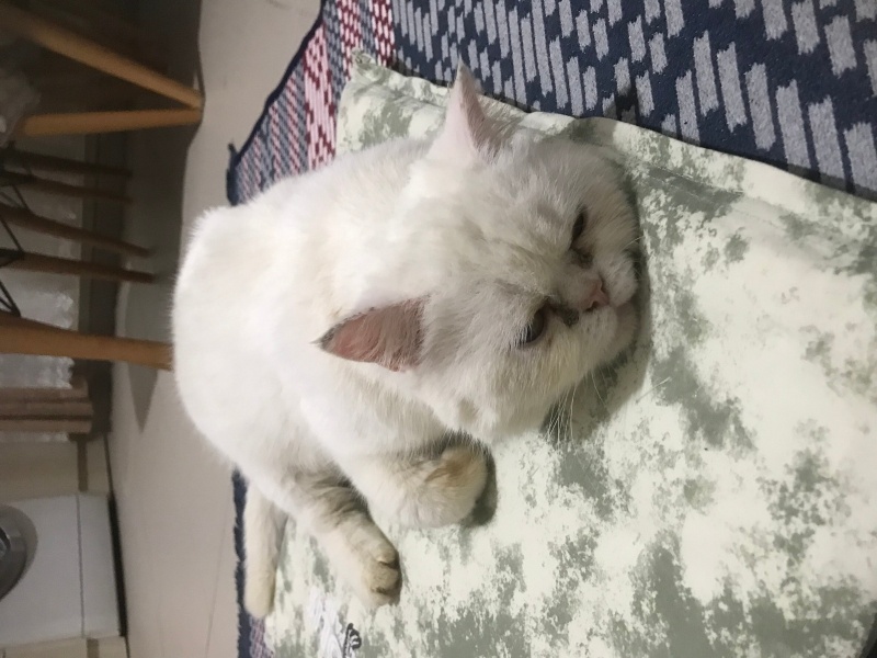 Exotic Shorthair, Kedi  Sütlaç fotoğrafı