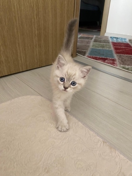 British Shorthair, Kedi  Tarçın fotoğrafı