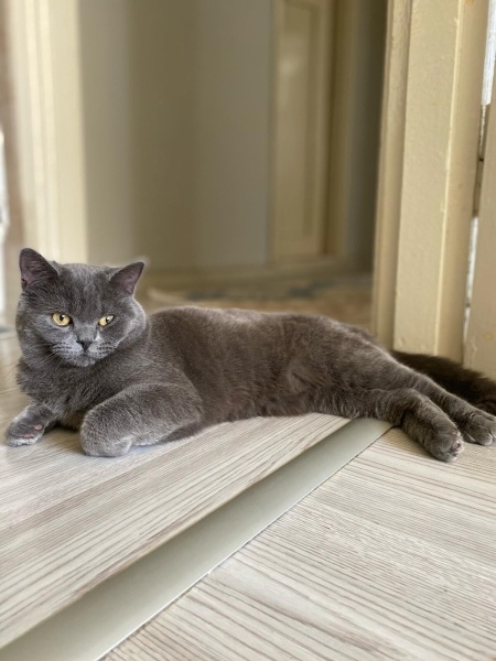 British Shorthair, Kedi  Sosis fotoğrafı