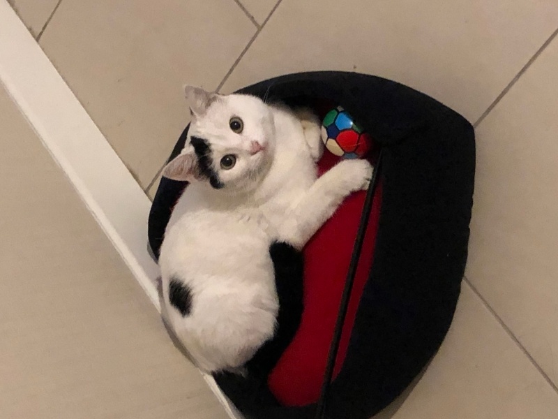 Tekir Kedi, Kedi  Pako fotoğrafı