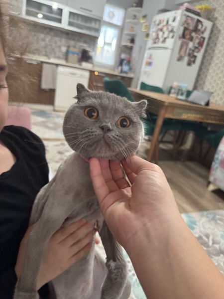 Scottish Fold, Kedi  Miya fotoğrafı