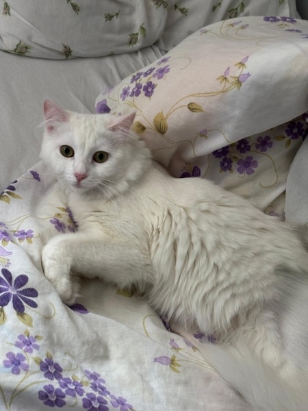 Ankara Kedisi, Kedi  MİA fotoğrafı