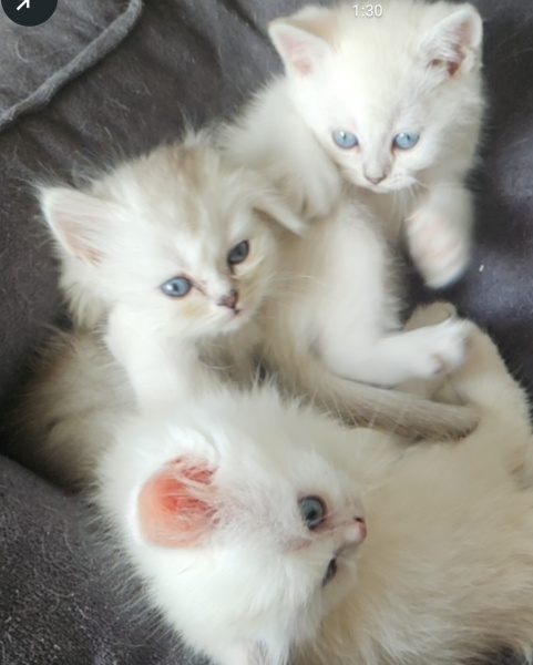 British Shorthair, Kedi  British fotoğrafı