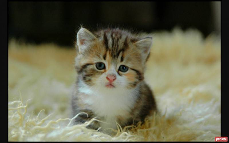 American Curl, Kedi  pofuduk fotoğrafı