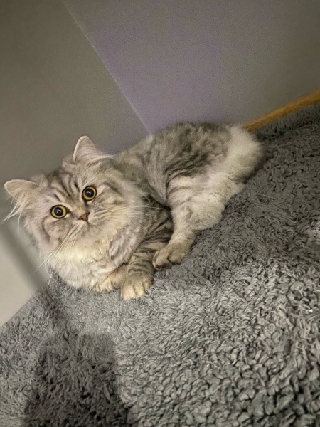 British Longhair, Kedi  Yoyo fotoğrafı
