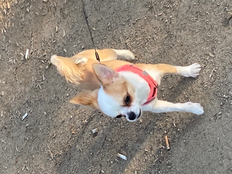Chihuahua, Köpek  Demo fotoğrafı