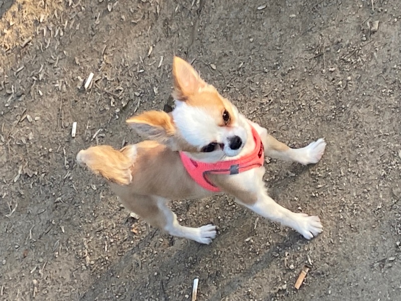 Chihuahua, Köpek  Demo fotoğrafı
