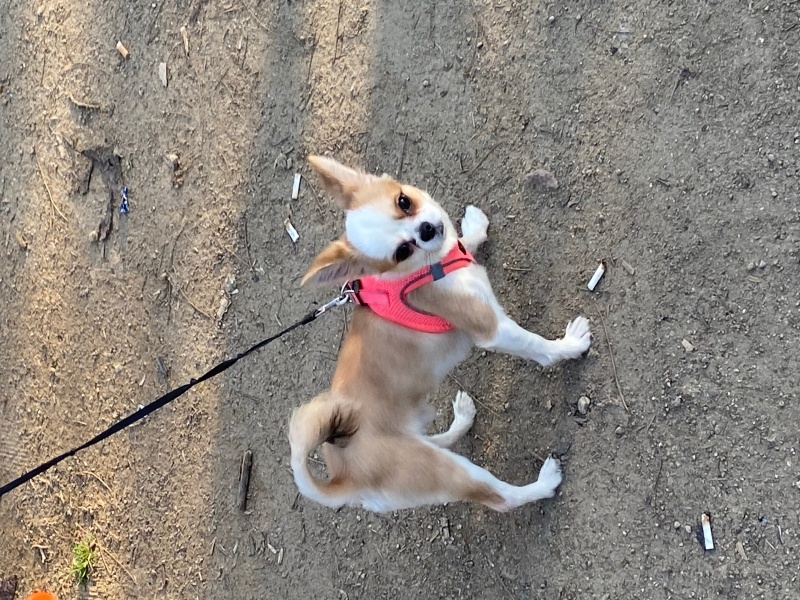 Chihuahua, Köpek  Demo fotoğrafı
