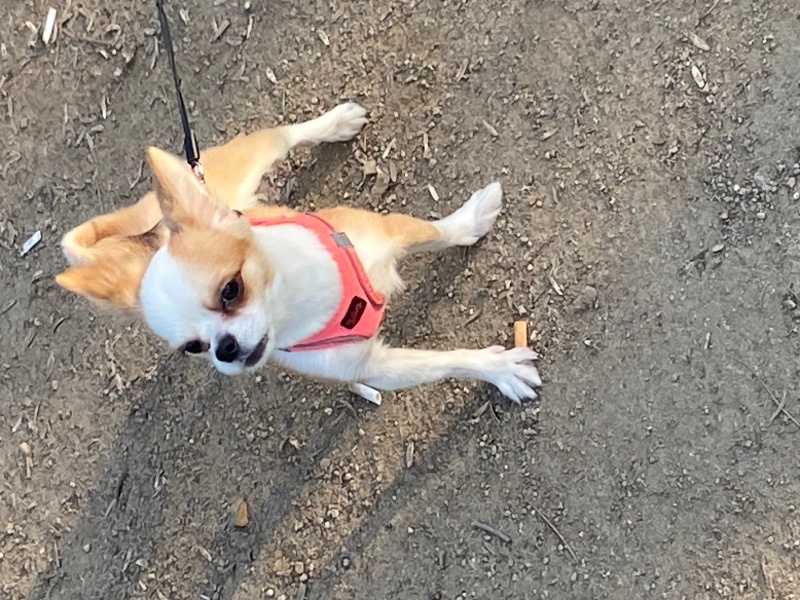 Chihuahua, Köpek  Demo fotoğrafı