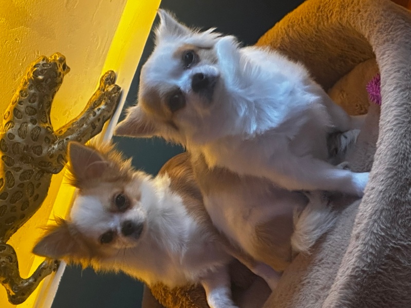 Chihuahua, Köpek  Demo fotoğrafı