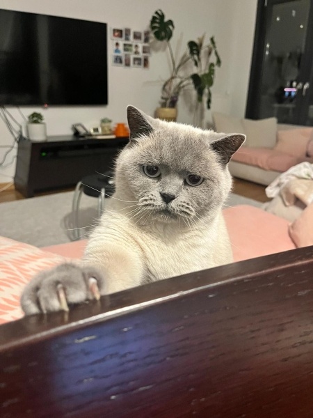 Colorpoint Shorthair, Kedi  Yalçın fotoğrafı