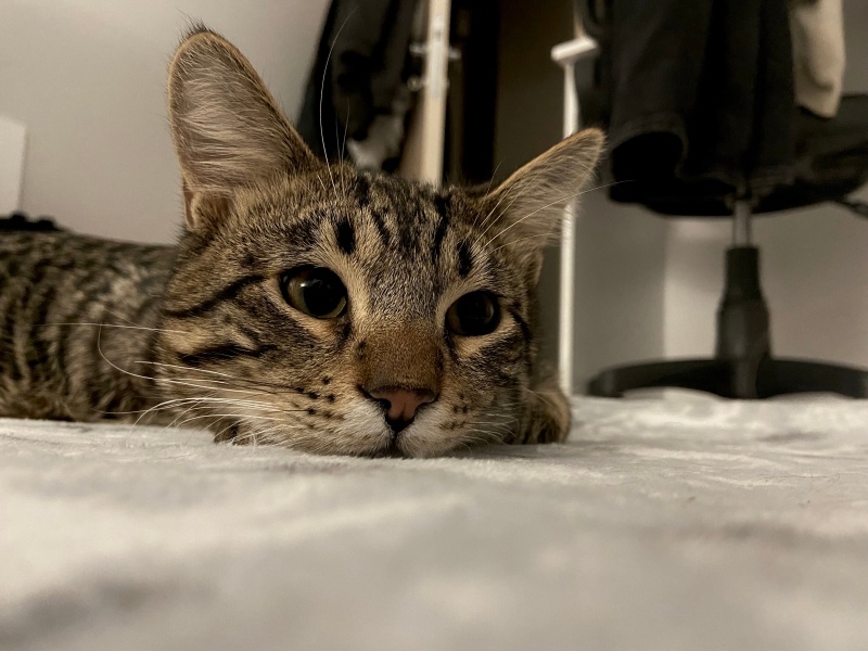 Tekir Kedi, Kedi  Çakıl fotoğrafı