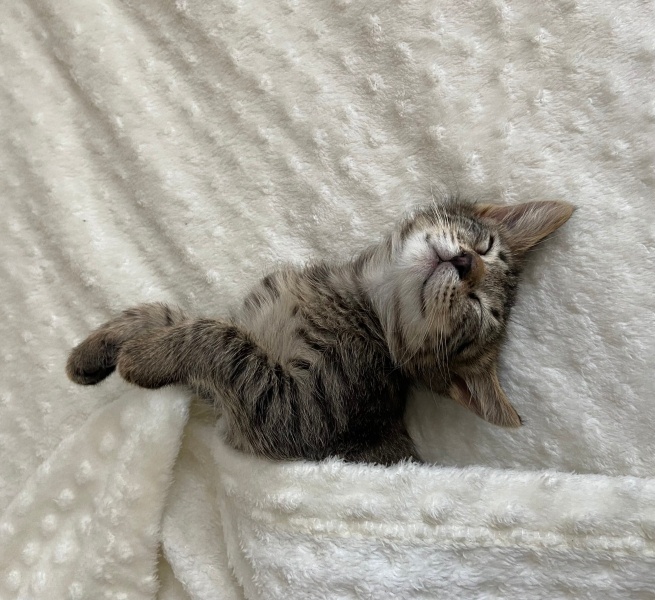 Tekir Kedi, Kedi  Çakıl fotoğrafı