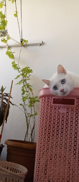 Ankara Kedisi, Kedi  Çiko fotoğrafı